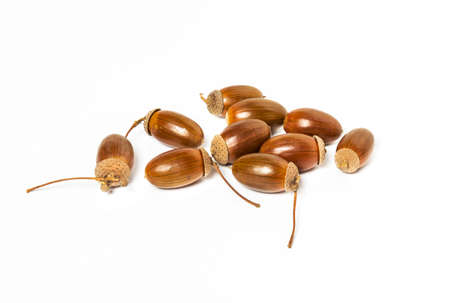 Dried acorns on a white background. Autumn theme. A pile of acorns close up.の写真素材
