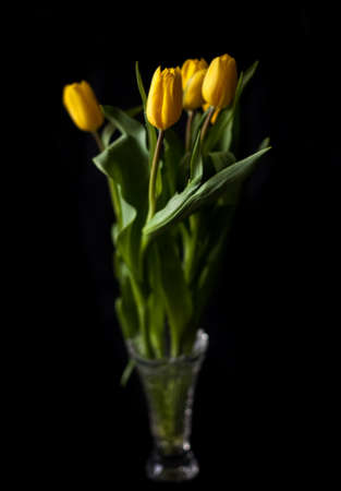 Bouquet of yellow tulips in a vase. Focusing on a single flower from the bouquet. Black background. Side view.の写真素材