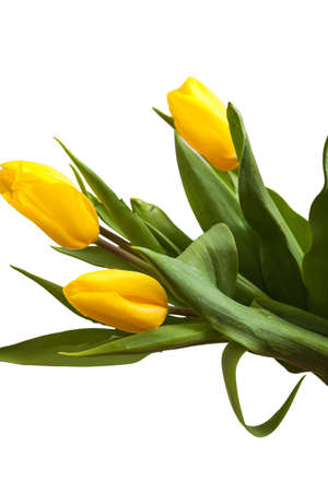 Fresh tulips are a bunch. Yellow beautiful flowers. Isolated on white background. Close-up. View from above.の写真素材