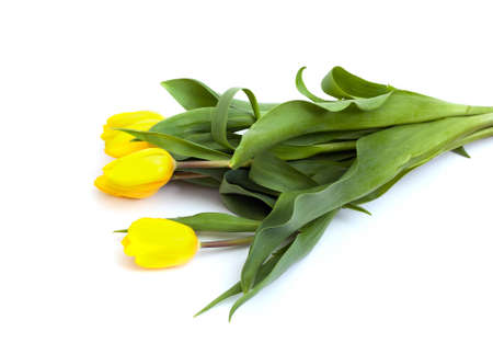 Bunch of yellow tulips on the table. Bright color. Close-up. Isolated on white background.の写真素材