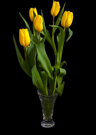 Bright bouquet of yellow tulips in a vase. Isolated on a dark background. Elegant bouquet of spring flowers. Side view.の写真素材