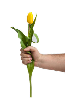 One tulip in outstretched man's hand. Present at the feast. Greetings from the men. Isolated on white background. Elegant flower.の写真素材