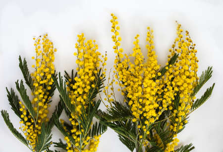 Several flowering branches of Mimosa (acacia dealbata). Beautiful spring flowers on a white background. Yellow inflorescences and green leaves. Close-up.の写真素材