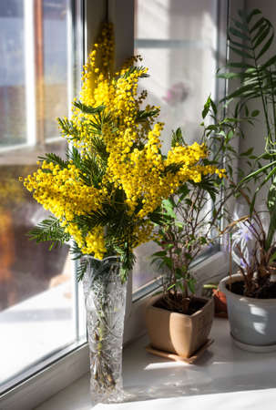 Mimosa Bouquet (Acacia dealbata) on the windowsill. Sunny day. Lateral light. Spring flowers.の写真素材
