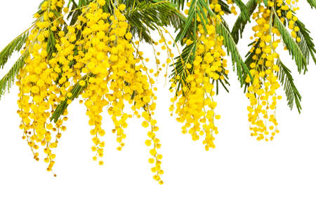 Luxury branches of a blossoming mimosa. Spring flowers. Yellow fragrant clusters of mimosa. The symbol of spring.の写真素材