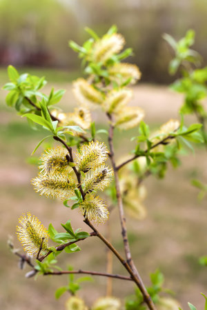 Branch of blooming willow with catkins on bokeh background. Selective focus.