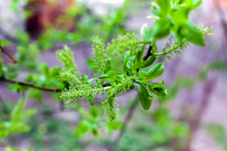 Macro photo of grey willow buds (Salix cinerea)