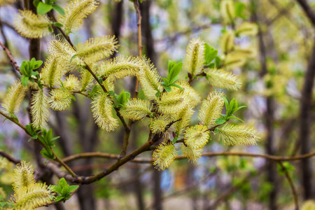 Risen blooming inflorescences (catkins) holly willow in early spring