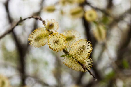 Green beautiful Pussy Willow (Salix caprea)の写真素材