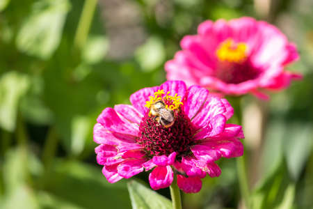 A flower with lilac petals. On the flower sits a bee. Summer sunny day.の写真素材