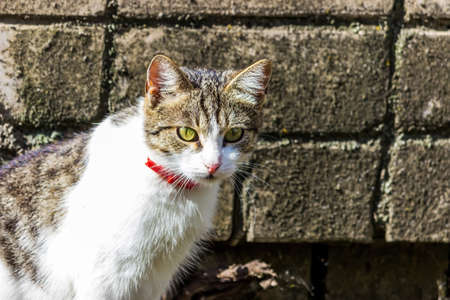 Domestic cat with a ribbon on the neck. A cat sits at a brick wall. Great expressive eyes.の写真素材