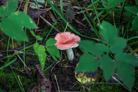 Mushroom russula grows in the forest. Edible mushroom with a pink hat.