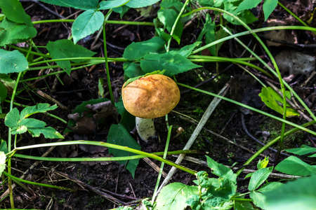 Mushroom boletus in the summer forest. Quiet summer day in the forest. Forest Idyll.の写真素材