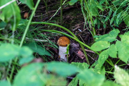 Small white mushroom boletus in the forest