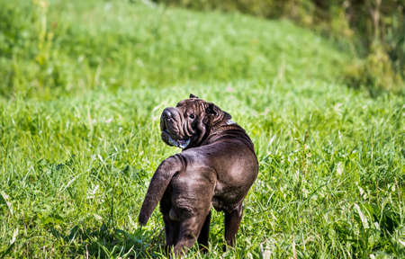 Chocolate Shar pei running in a meadow. A shar pei dog on a summer day.の写真素材