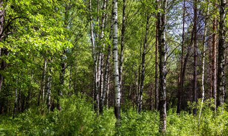 White birches in a summer forest. Sunlight. Beautiful landscape of moderate climate.の写真素材