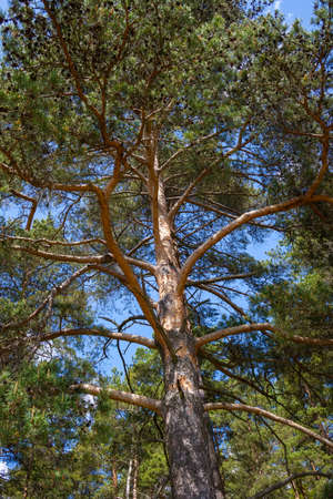 The old sprawling pine on the background of the blue skyの写真素材