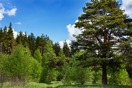 Forest trees on a summer day. High pine and spruce. The azure sky.の写真素材