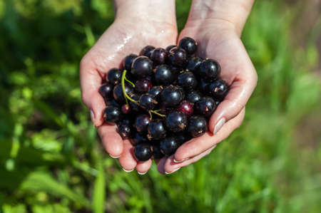 A handful of black currant. Hands stretch the currant. Fresh ripe black berries from a bed.の写真素材