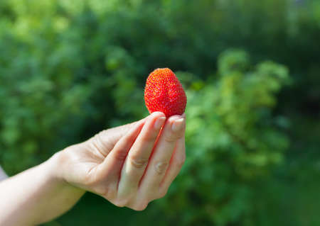 A beautiful large ripe strawberry. A large strawberry in an outstretched hand. The girl is holding a big red sweet berry.の写真素材