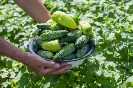 Harvesting on the farm. Cucumbers and sweet peppers. The farmer is holding a bowl of vegetables in his hands.の写真素材