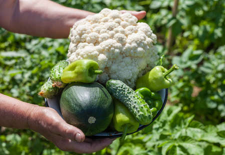 Harvesting on the farm. Fresh vegetables in a bowl. Cucumbers, sweet peppers, zucchini and cauliflower. The farmer is holding a bowl of vegetables.の写真素材