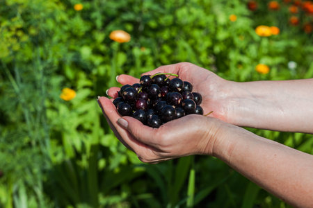 A handful of black currant. Hands stretch the currant. Fresh ripe black berries from a bed.