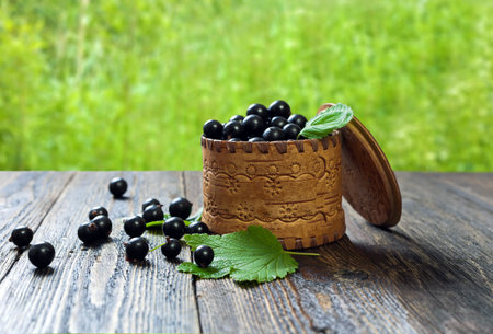 Black currant in the basket. Ripe forest berries on a background of greenery.の写真素材