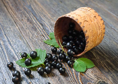 Black currant spilled out of the basket on a wooden table. Ripe forest berries on the table.の写真素材