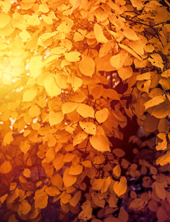 Golden autumn - sunlight and yellow leaves. Bright autumn leaves in the sun.