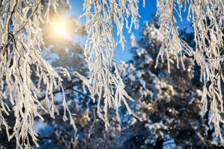 Winter fairy tale - Frost on the branches - Sun and snowの写真素材