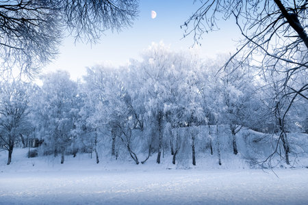 Unreal light of the winter sky and snow-covered trees in the evening of a frosty day