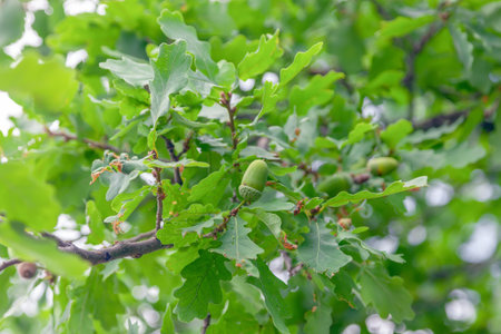 Ripe acorns on oak branch - selective focus