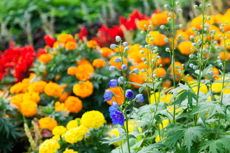 Blue delphinium flowers - selective focus