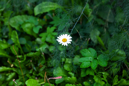 Chamomile on a summer day against a background of greenery - selective focusの写真素材