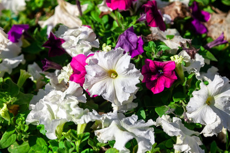 White petunia flowers - selective focus