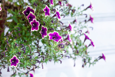 Bright lilac petunia flowers on a background of greenery - selective focus