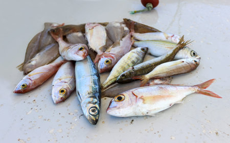 fresh sea fish. Freshly caught fish on the table.の写真素材