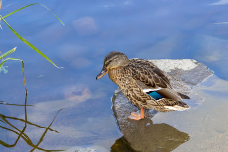 Mallard duck stands on the rocks near the river. wild animals in the urban environment.の写真素材