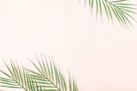 summer background with palm leavesの写真素材