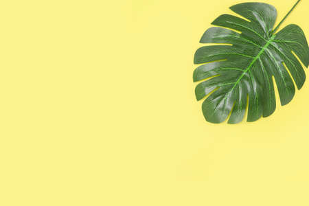 Yellow background with large leaf of tropical plant - creative minimal compositionの写真素材