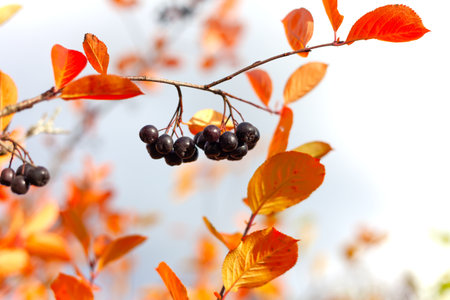 A bunch of black chokeberry berries illuminated by the rays of the sun hangs on a branch against the background of the autumn sky and red autumn leaves. Berry harvest on the farm.の写真素材
