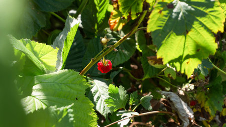 A close-up of a ripe raspberry on a bush, illuminated by sunlight on a clear summer day. Ideal for...