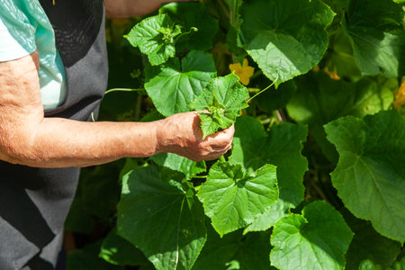 An elderly woman inspecting the leaves of plants on a rural garden plot. She is looking for harmful insects while caring for her vegetable crops. Growing vegetables in a country plot. Ideal for gardening and farming content.の写真素材