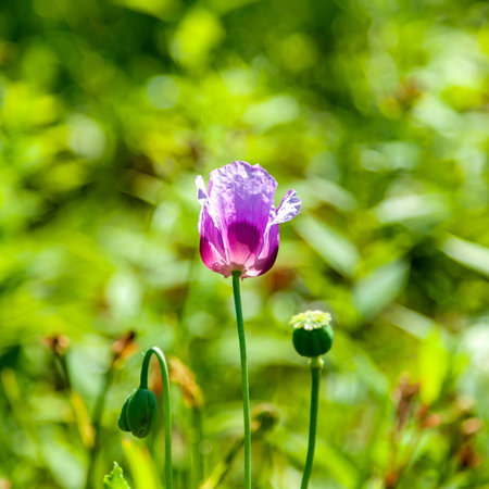 A poppy flower and a seed pod with greenery in the background. Selective focus on the flower and seed pod.の写真素材