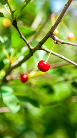 Red ripe cherry berry on a branch. Growing cherries on a farm.の写真素材