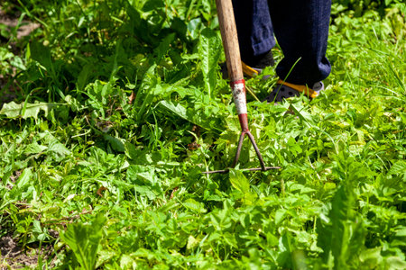 A farmer weeds with a hoe. Agricultural work on a suburban plot. Ideal for gardening and farming...