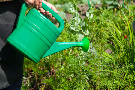 Watering green plants from a watering can. Growing vegetables in a country plot. Ideal for gardening and farming content.の写真素材