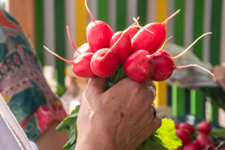 Close-up of a bunch of radishes. Farm produce for sale at a farmers' market.の写真素材