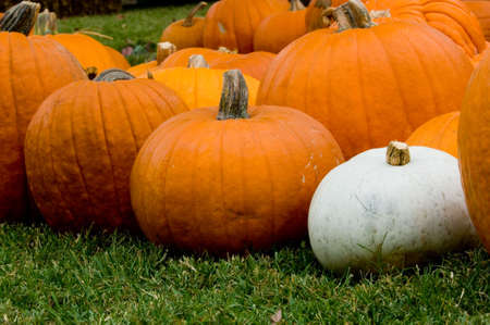 Autumn, fall decoration at pumpkin patch  with large and small pumpkins and one white pumpkin surrounded by orange ones.  Stand out in a crown,  dare to be different or uniqueの写真素材